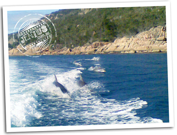 Dolphins at Freycinet National Park