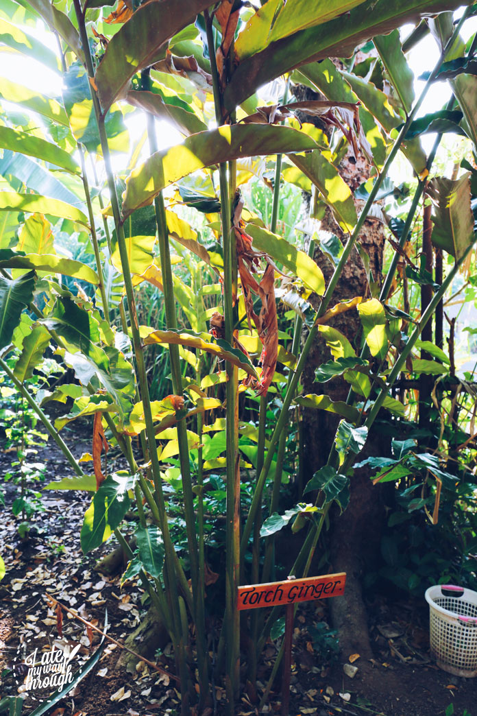 Torch ginger plants