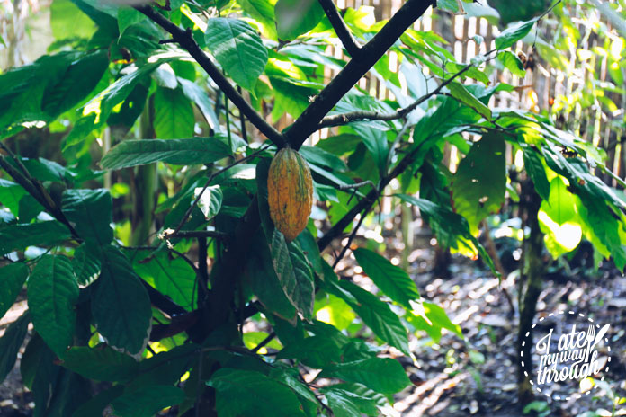 Cacao fruit