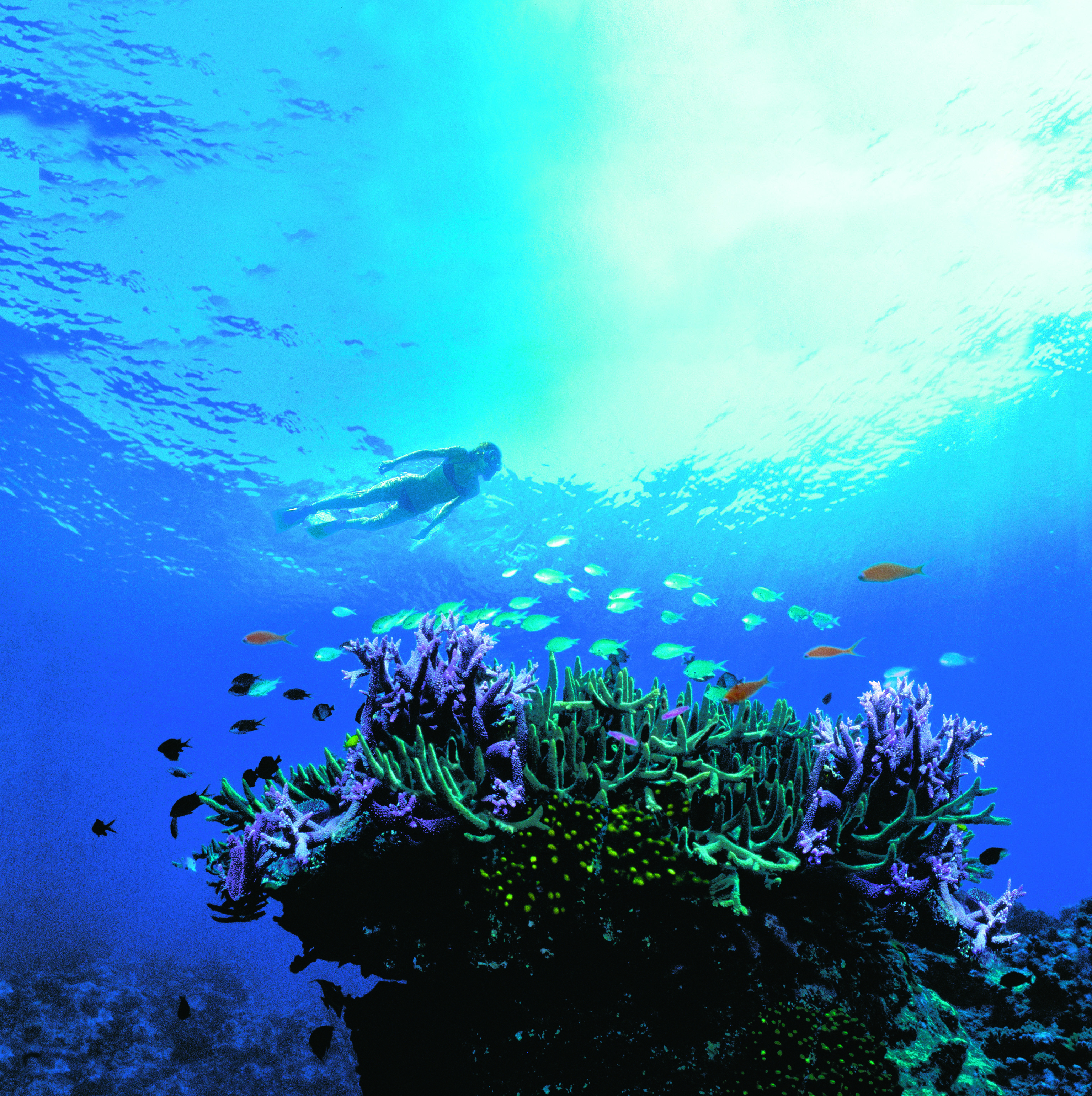 snorkelling on the great barrier reef
