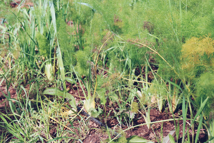 Fennel growing