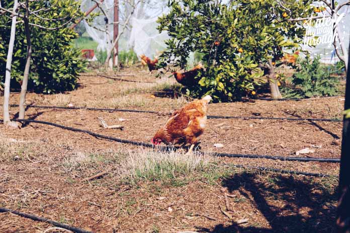 Free roaming chooks
