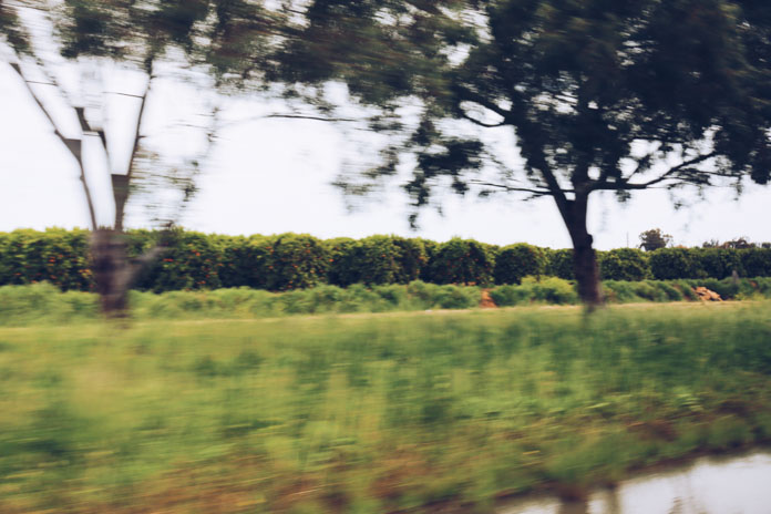 Endless fields of oranges!