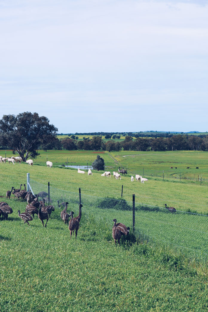 Baby emu farm - spotted during the Bundyi Cultural Tour
