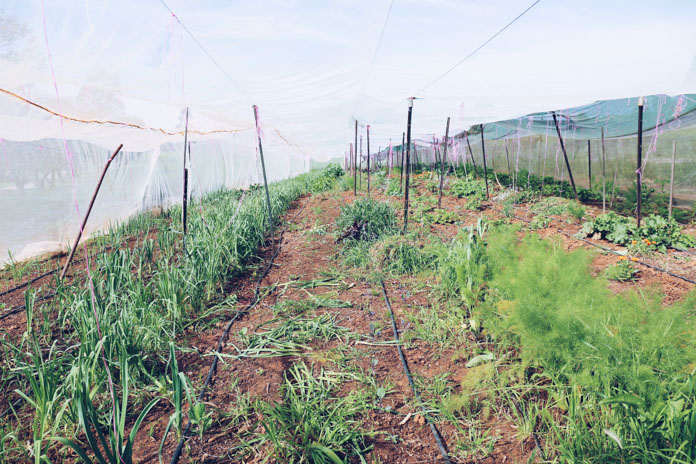 Fennel, pencil leeks and more