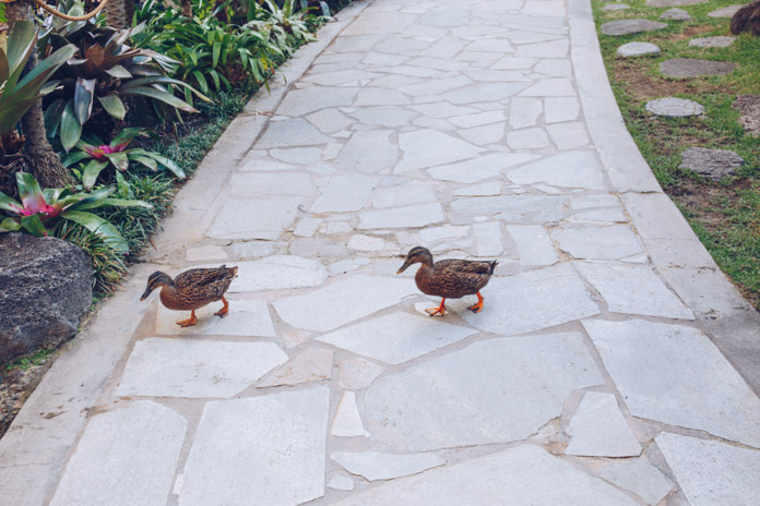 Ducks waddling by within Hilton Hawaiian Village