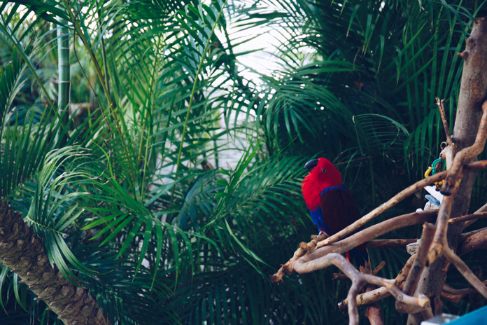 Eclectus Parrot - inhabiting dense forests of New Guinea, these parrots feed on fruits and leaf buds. Natives call them scared temple parrots as they were once considered an object of worship in religion rites. Dimorphic, the females are bright red and males are emerald green. Uniquely, these parrots lack the barbs that interlock the feathers giving them a somewhat furry appearance.