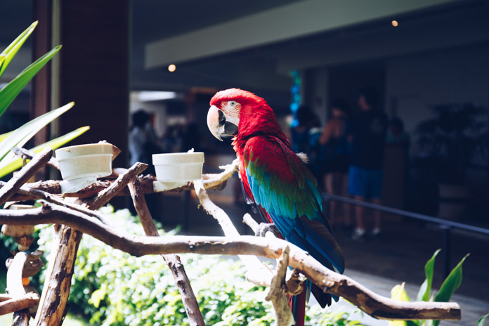 Green winged macaw