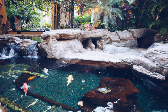 Turtle and fish pond in front of the Ali'i Tower