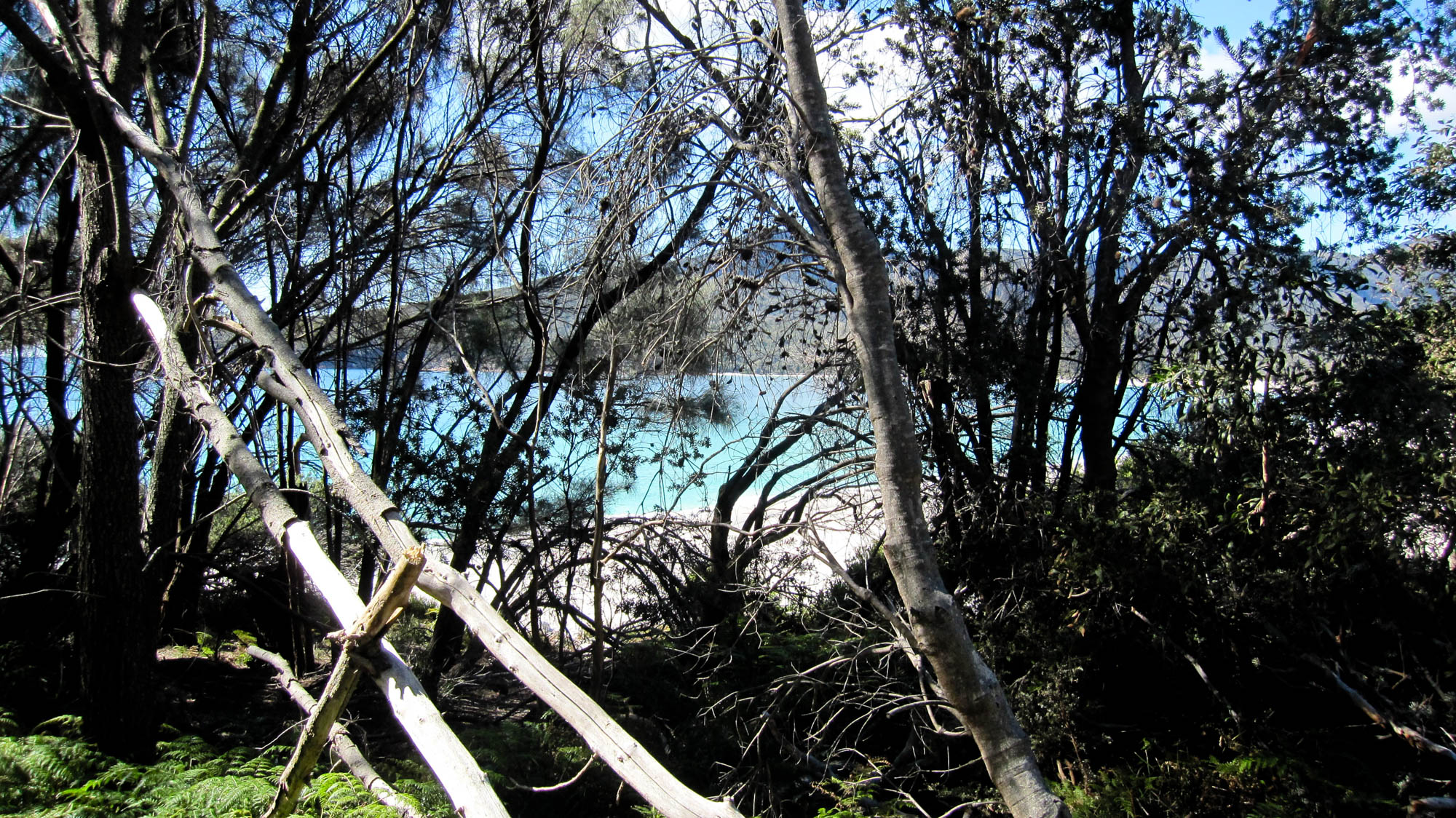 Wineglass to Wine Glass experience - Freycinet National Park, East Coast Tasmania - view of the beach through the bushes